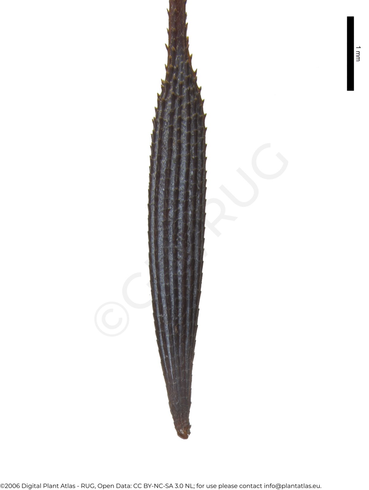 null